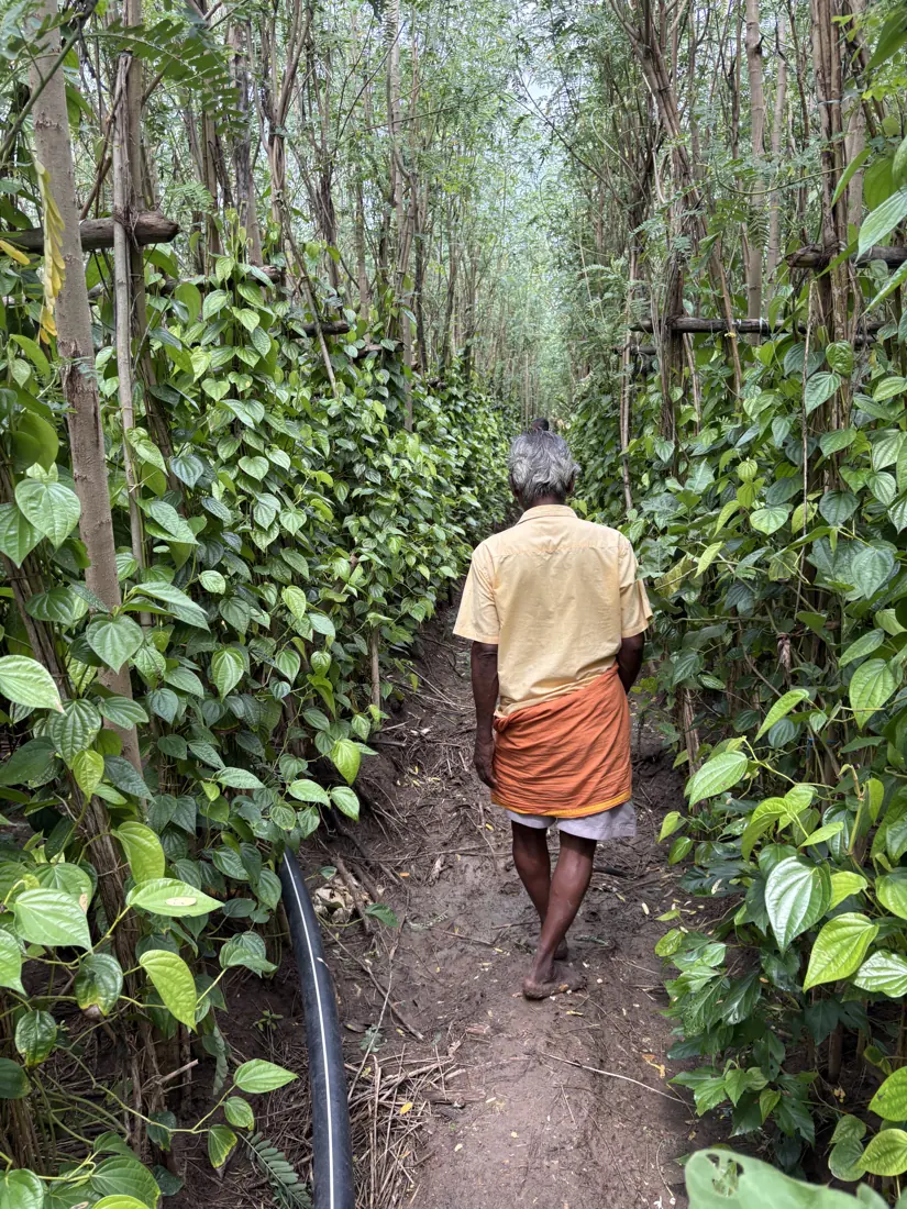 Farmer walking between rows of betel vines