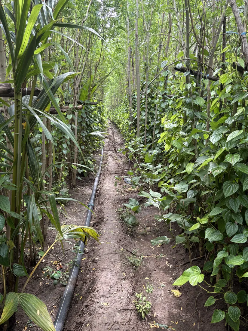 Path between betel vine rows with a drip irrigation line