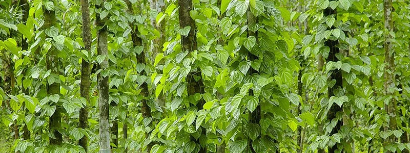 Sholavandan heritage betel leaf farm