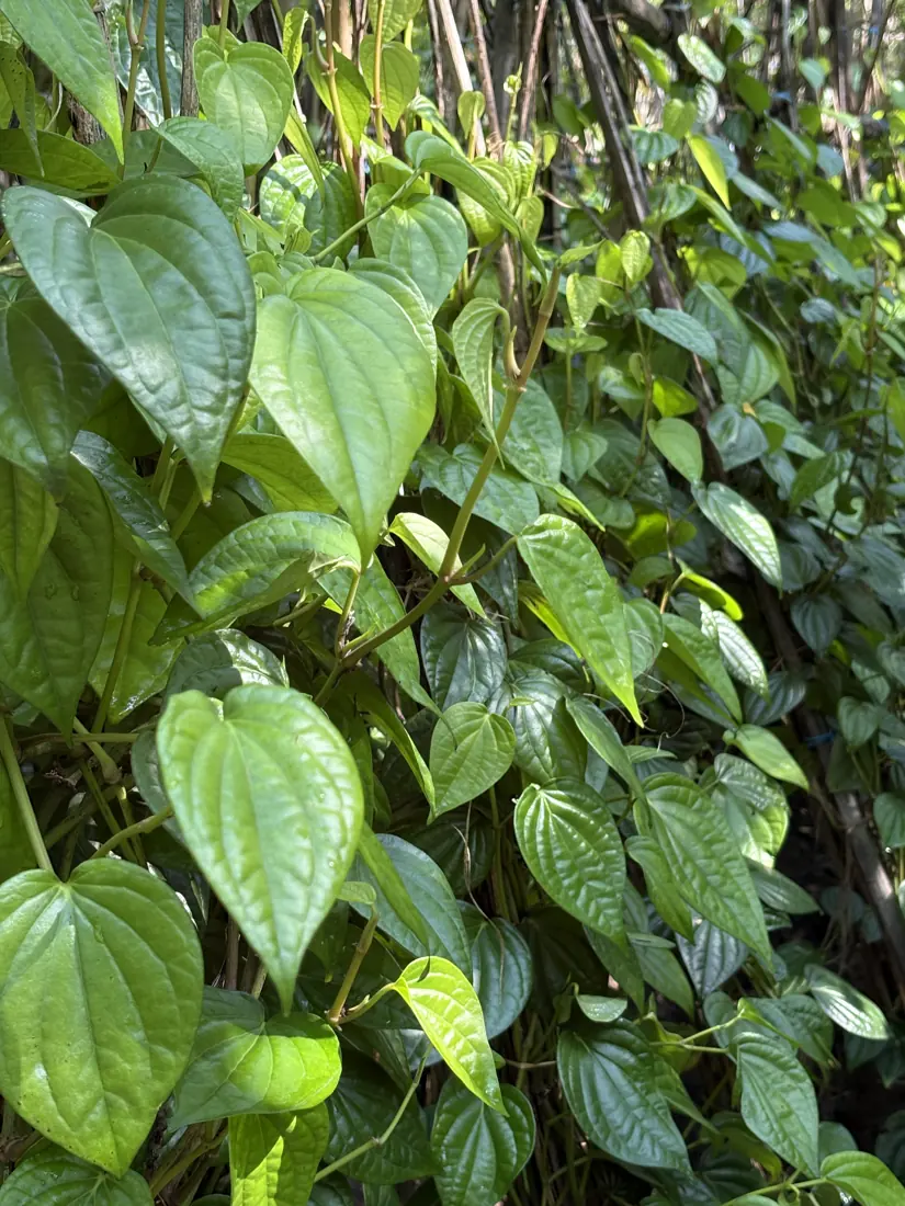 Betel leaves growing on the vine at our Sholavandan farm