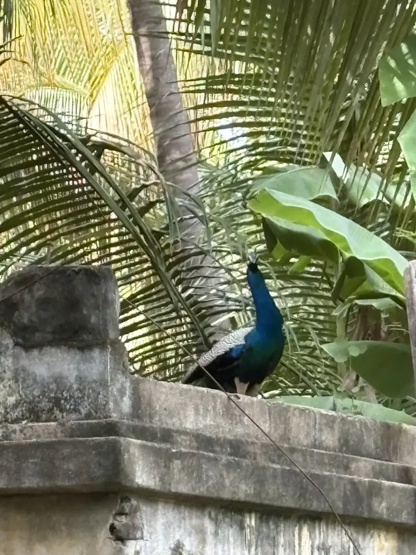 Peacock perched on a wall at the farm
