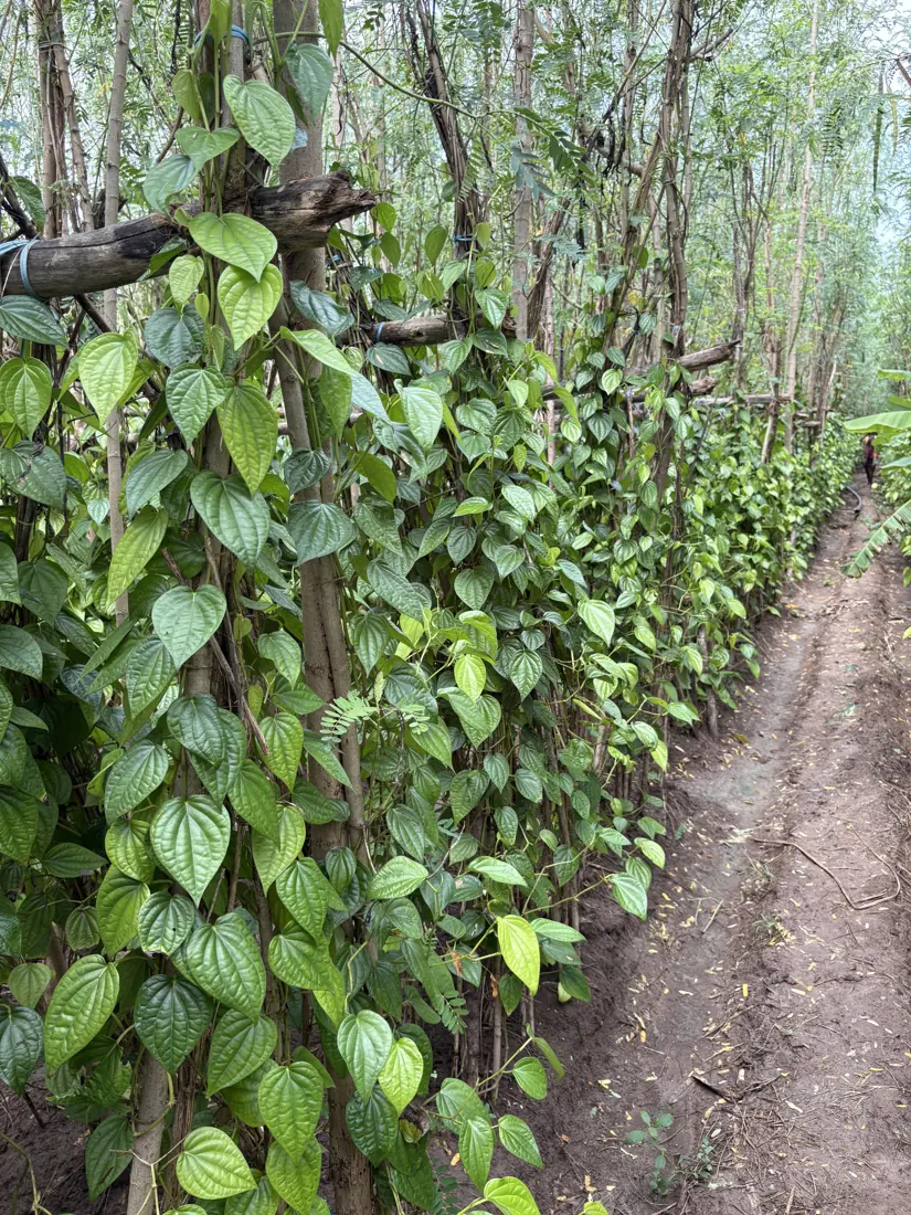 Rows of betel vines climbing their supports